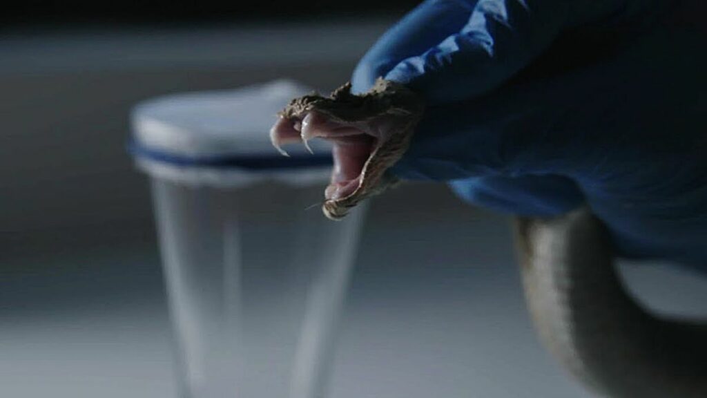 AMSAAL l'entreprise d'Abu Dhabi qui élève des serpents venimeux pour sauver des vies.