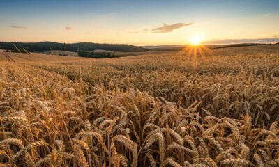 Le Pakistan face à la crise alimentaire, importe 300 000 tonnes de blé de la Russie