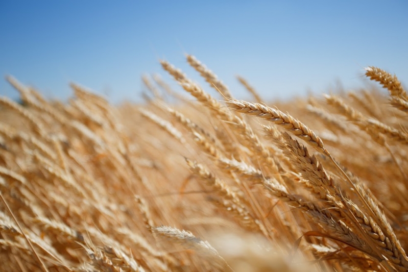 Le Pakistan importe 300 000 tonnes de blé de la Russie afin de combler son déficit intérieur