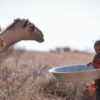 L'Afrique de l'Est menacée par une sécheresse accrue